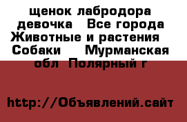 щенок лабродора девочка - Все города Животные и растения » Собаки   . Мурманская обл.,Полярный г.